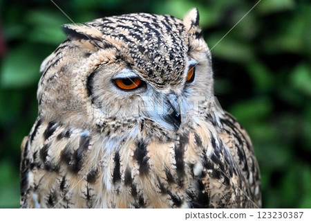 Eagle Misukazu Eagle Misukazu 123230387