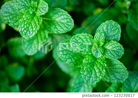 Fresh green leaves of mint, lemon balm, peppermint top view. Mint leaf texture. . Mint leaves pattern spearmint herbs nature Fresh green leaves of mint, lemon balm, peppermint top view. Mint leaf texture. . Mint leaves pattern spearmint herbs nature 123230817