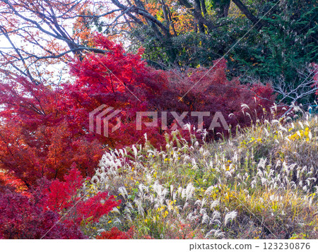 鮮紅的秋葉和銀色的草 鮮紅的秋葉和銀色的草 123230876