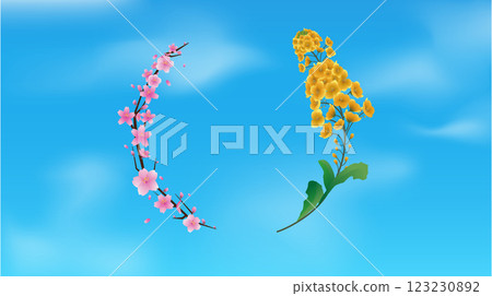 春天背景:櫻花和油菜花 01 春天背景:櫻花和油菜花 01 123230892