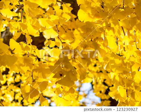 Beautiful yellow ginkgo leaves shining in the autumn sun 123230927