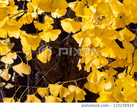Beautiful yellow ginkgo leaves shining in the autumn sun 123230928
