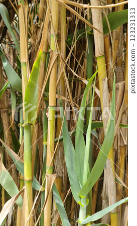 Wild bamboo forest in Sri Lanka Wild bamboo forest in Sri Lanka 123231313