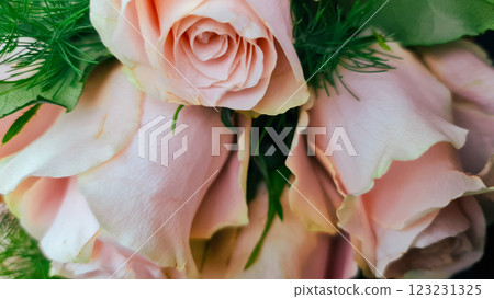 Pastel roses with green leaves 123231325