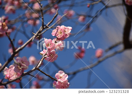 深粉紅梅花，Dochibe 123231328