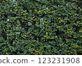 Ivy creeping wall 123231908