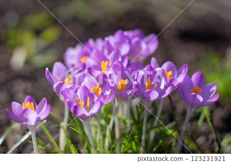 Woodland crocus, early crocus, crocus tommasinianus or Tommasini's crocus purple flowers in the sunny spring garden 123231921