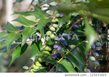 Mahonia aquifolium, berberis aquifolium, Oregon grape or holly-leaved barberry branches with ripe and green berries closeup. Mahonia aquifolium, berberis aquifolium, Oregon grape or holly-leaved barberry branches with ripe and green berries closeup. 123231923