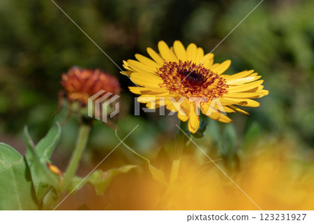 Calendula variety with golden yellow flowers with a double dark centre. Calendula variety with golden yellow flowers with a double dark centre. 123231927