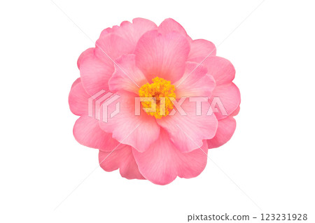 Camellia japonica, common camellia or Japanese camellia blush pink flower with yellow stamens isolated on white background Camellia japonica, common camellia or Japanese camellia blush pink flower with yellow stamens isolated on white background 123231928
