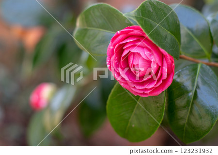 Camellia japonica, common camellia or Japanese camellia rose form pink flower 123231932