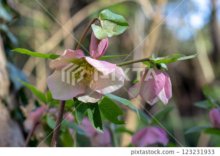 Helleborus hybridus purple flowers in the sunny spring garden 123231933