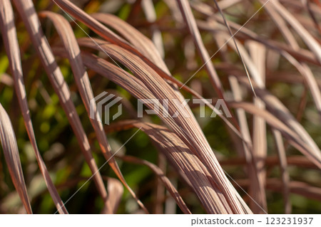 Dry brown ornamental grass leaves in the winter garden 123231937