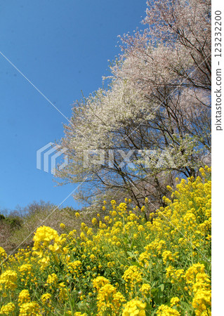 櫻花和油菜花 櫻花和油菜花 123232200