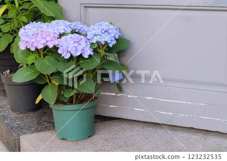 Hydrangea in pot in city. Purple blooming flower. Green bush standing at door of house. Floral decoration. Sunny. 123232535