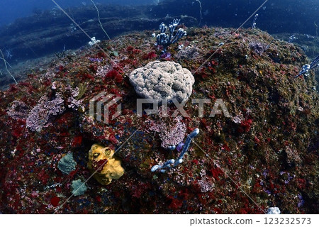 Soft coral of Jogashima Soft coral of Jogashima 123232573