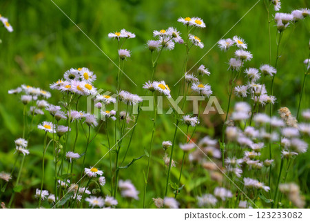 哈丁（春紫色） 123233082