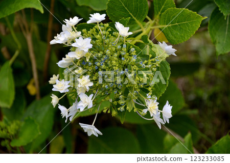 白色Hakuji繡球花 白色Hakuji繡球花 123233085