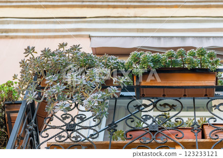 Succulent plant hanging down from old balcony Succulent plant hanging down from old balcony 123233121