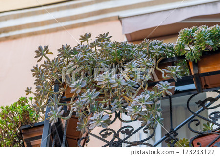 Succulent plant hanging down from old balcony Succulent plant hanging down from old balcony 123233122