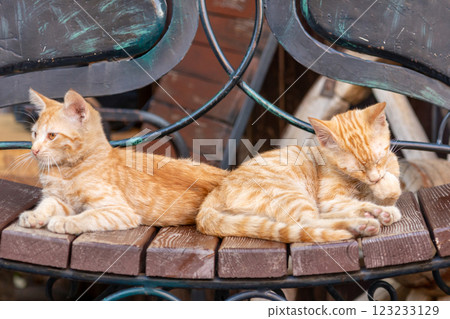 Orange cats are sleeping on a bench next to each other Orange cats are sleeping on a bench next to each other 123233129