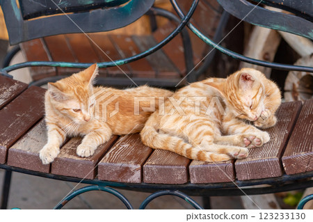 Orange cats are sleeping on a bench next to each other Orange cats are sleeping on a bench next to each other 123233130