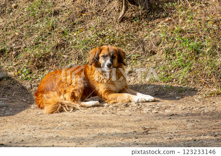 A yellow yard dog sits on the ground 123233146