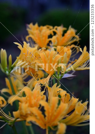 Yellow colored flower Yellow colored flower 123233336