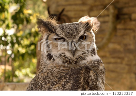 Looking Owl Looking Owl 123233337