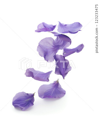 Fly violet petal on white backgrounds 123233475