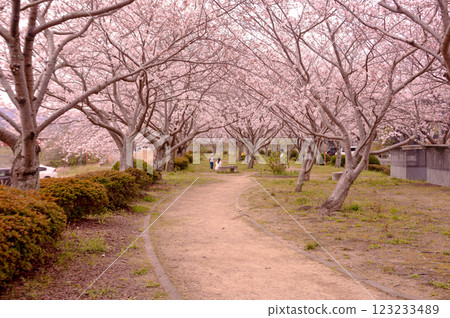 Cherry blossom tunnel and path in full bloom 123233489