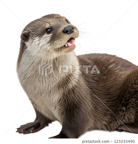Otter animal isolated on the transparent background 123233490
