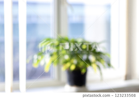 Blurred View of Indoor Plant by a Bright Window in Natural Light 123233508