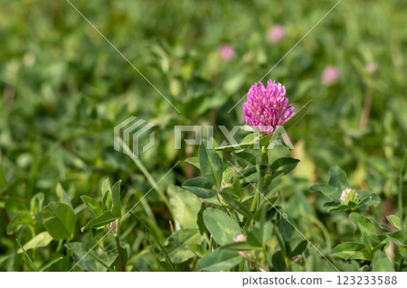 Vibrant Pink Clover Flower Surrounded by Green Foliage in a Natural Setting Vibrant Pink Clover Flower Surrounded by Green Foliage in a Natural Setting 123233588