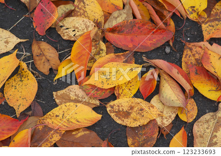 Yellow cherry blossom leaves piled up on the road Yellow cherry blossom leaves piled up on the road 123233693