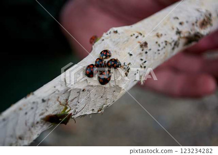 a group of black ladybugs and a bug on a white branch a group of black ladybugs and a bug on a white branch 123234282