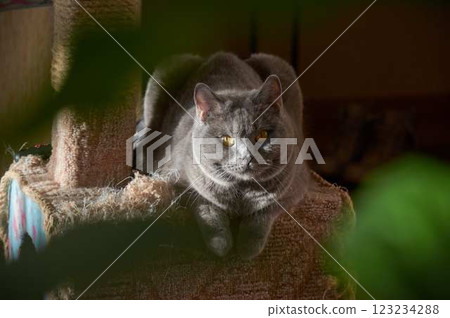 funny shot of a British cat sitting on a cat house, green leaves in the foreground out of focus 123234288