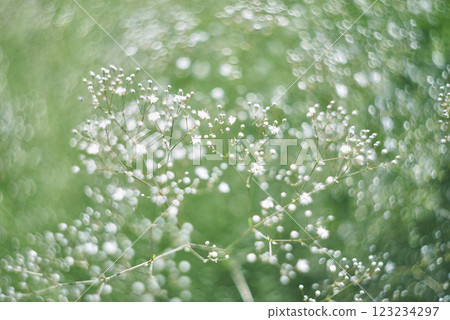 abstract floral background with white flower on blurred grass background 123234297