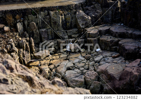 被沖上岸的垃圾堆積成岩石的區域 被沖上岸的垃圾堆積成岩石的區域 123234882