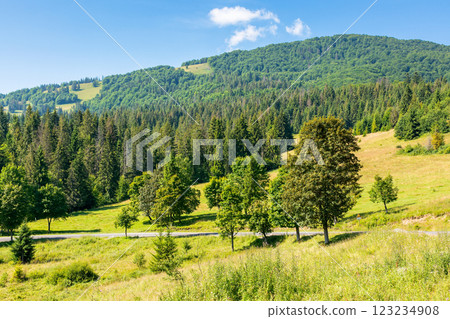fir trees on the grassy slope of borzhava ridge. sunny day. beautiful landscape of carpathian mountains in summer. scenic view 123234908