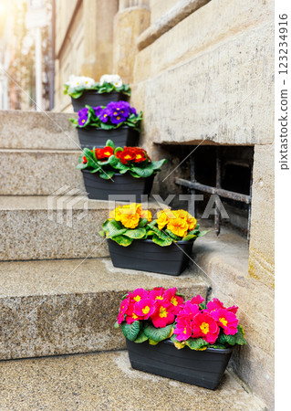 Many bright colorful Primula vulgaris flowers in pot stand street staircase near stone wall facade after rain spring day. Seasonal springtime house outdoor floral outside decoration Many bright colorful Primula vulgaris flowers in pot stand street staircase near stone wall facade after rain spring day. Seasonal springtime house outdoor floral outside decoration 123234916
