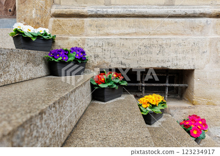 Many bright colorful Primula vulgaris flowers in pot stand street staircase near stone wall facade after rain spring day. Seasonal springtime house outdoor floral outside decoration Many bright colorful Primula vulgaris flowers in pot stand street staircase near stone wall facade after rain spring day. Seasonal springtime house outdoor floral outside decoration 123234917