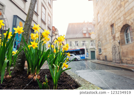 Flowerbed yellow daffodil Narcissus Bamberg old city street ancient building house medieval facade design. Bayer traditional German architecture urban cityscape European landmark sunny day rain Flowerbed yellow daffodil Narcissus Bamberg old city street ancient building house medieval facade design. Bayer traditional German architecture urban cityscape European landmark sunny day rain 123234919