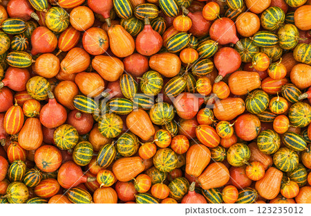 Squashes or Pumpkins background, wallpaper. 3D rendering Squashes or Pumpkins background, wallpaper. 3D rendering 123235012