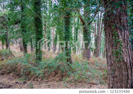 Green deep forest in mountain near bay Boka and Kotor town in Montenegro in winter time 123235480