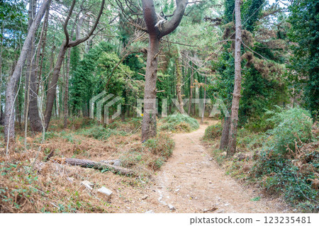 Green deep forest in mountain near bay Boka and Kotor town in Montenegro in winter time 123235481