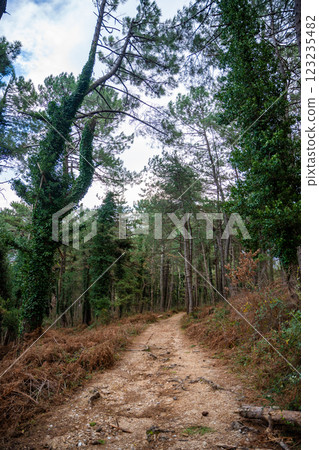 Green deep forest in mountain near bay Boka and Kotor town in Montenegro in winter time Green deep forest in mountain near bay Boka and Kotor town in Montenegro in winter time 123235482