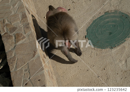 Monkey Grooming Ground Outdoor Close-up Monkey Grooming Ground Outdoor Close-up 123235642