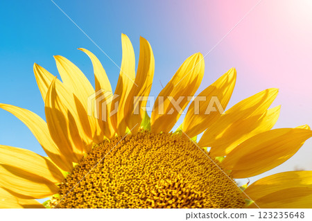 Half of a sunflower flower against a blue sky. The sun shines through the yellow petals. Agricultural cultivation of sunflower for cooking oil. 123235648