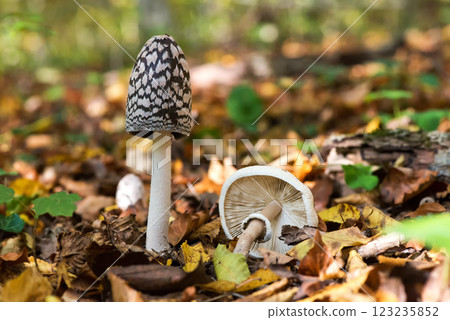 Close up of ink mushroom, shaggy ink cap. Two white mushrooms in the autumn forest. Close up of ink mushroom, shaggy ink cap. Two white mushrooms in the autumn forest. 123235852